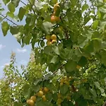 Aνεξάρτητη παραδοσιακή πέτρινη Lejlighed Corinth