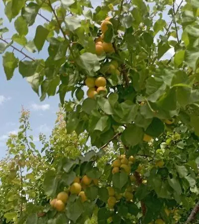 Aνεξάρτητη παραδοσιακή πέτρινη Διαμέρισμα Corinth