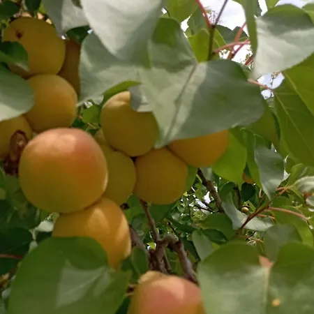 Apartment Aνεξάρτητη παραδοσιακή πέτρινη *