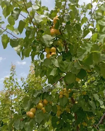 Aνεξάρτητη παραδοσιακή πέτρινη Апартаменты Corinth