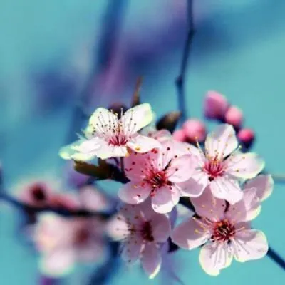 Aνεξάρτητη παραδοσιακή πέτρινη