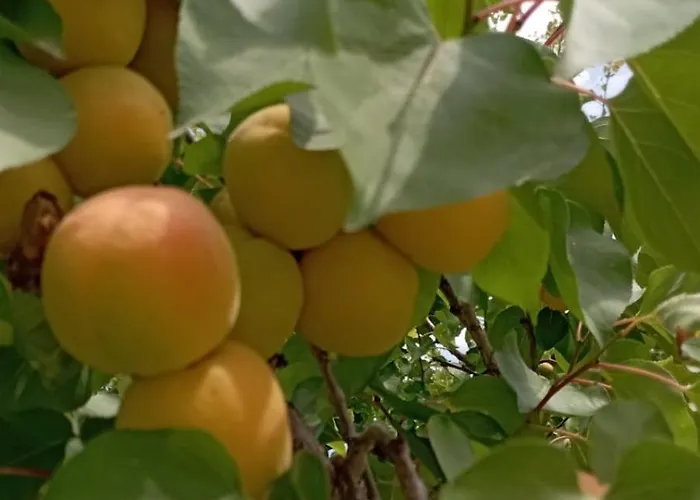 Апартаменты Aνεξάρτητη παραδοσιακή πέτρινη *