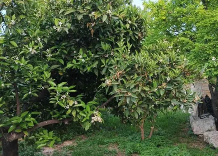 Aνεξάρτητη παραδοσιακή πέτρινη * Corinth